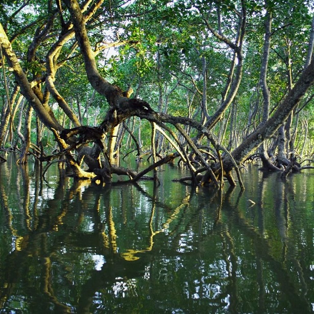 Mangroves planted in an area 