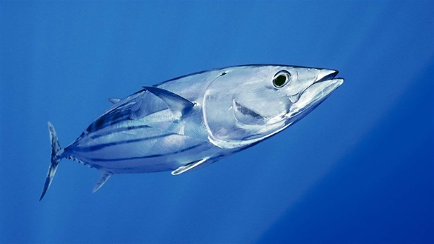 Skipjack tuna swimming in the Pacific Ocean