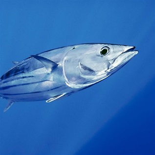 Skipjack tuna swimming in the Pacific Ocean