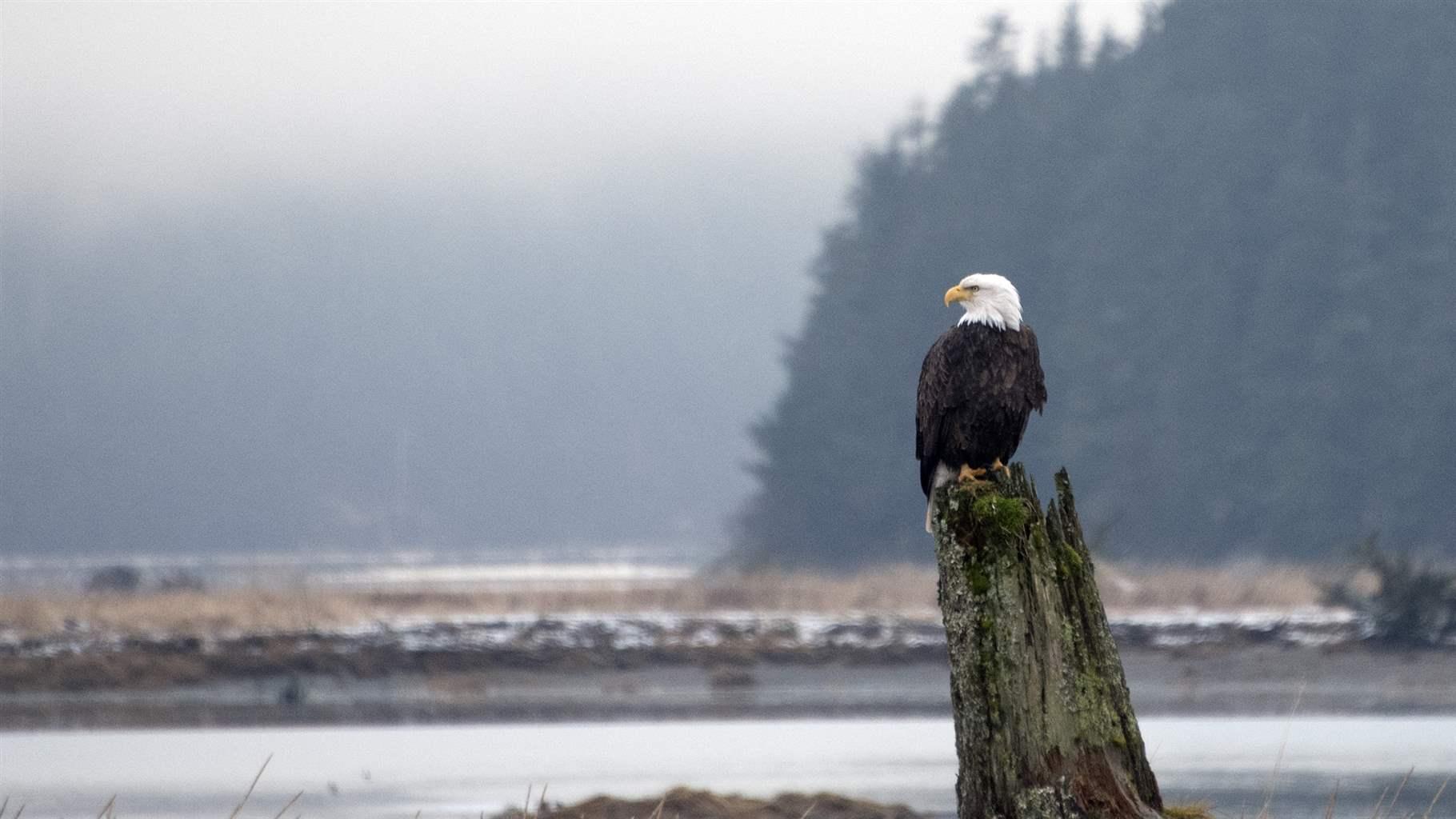 A bald eagle rests on a stump in the Tongass National Forest.