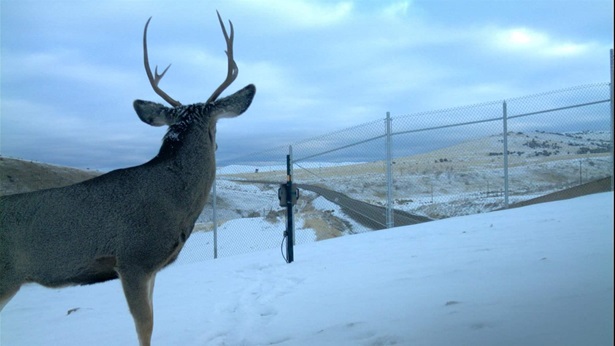 Mule deer staring a fence in snow overpass