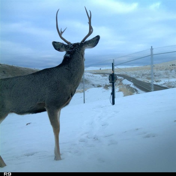 Mule deer staring a fence in snow overpass