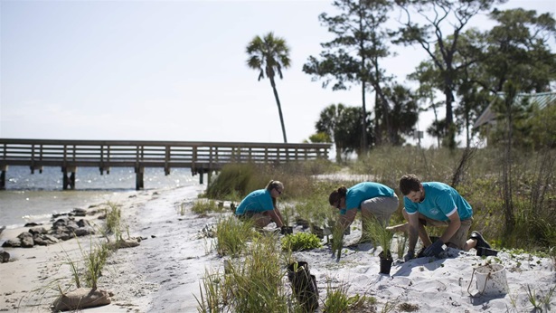 Group of young volunteers planting sea grass in Fort Walton Beach, Florida