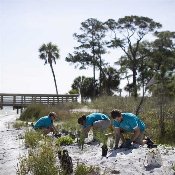 Group of young volunteers planting sea grass in Fort Walton Beach, Florida