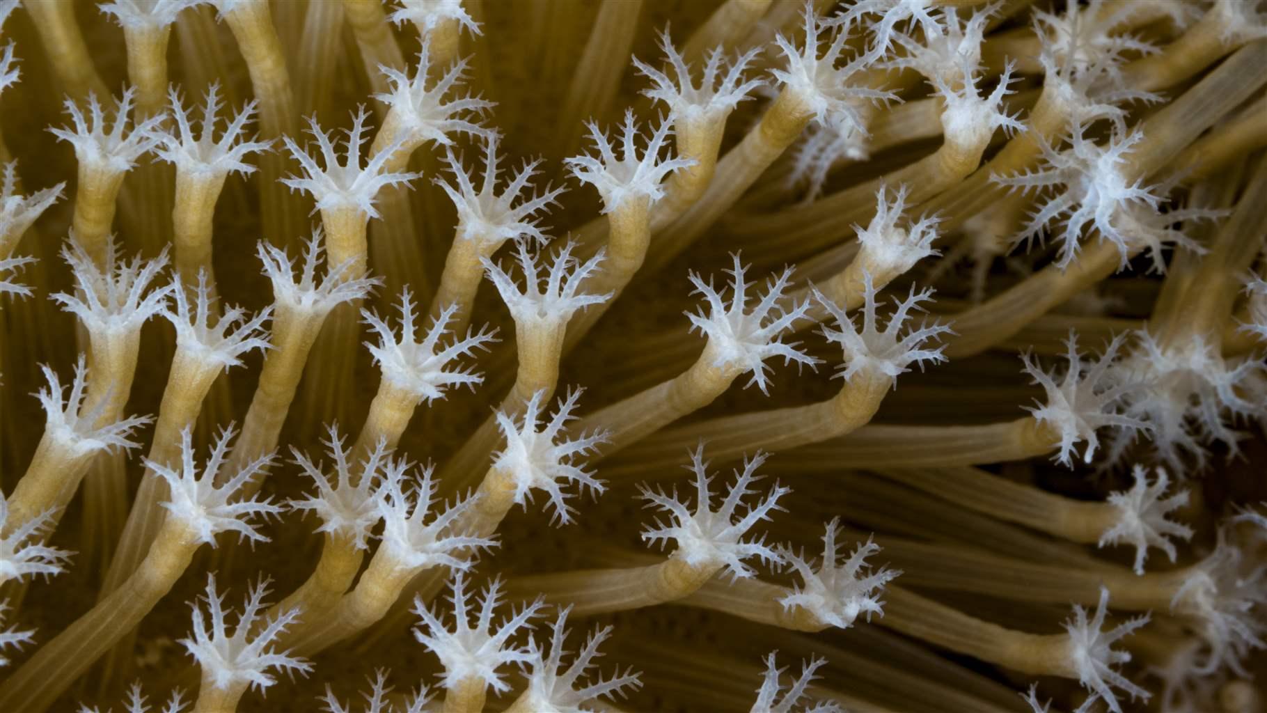 6 Reasons Coral Reefs Deserve Protection | The Pew Charitable Trusts 6 Reasons Coral Reefs Deserve Protection | The Pew Charitable Trusts