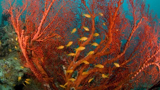 A coral reef in the Red Sea off of Egypt shows that healthy marine waters support a wealth of biodiversity—in this case including several species of fish and coral.