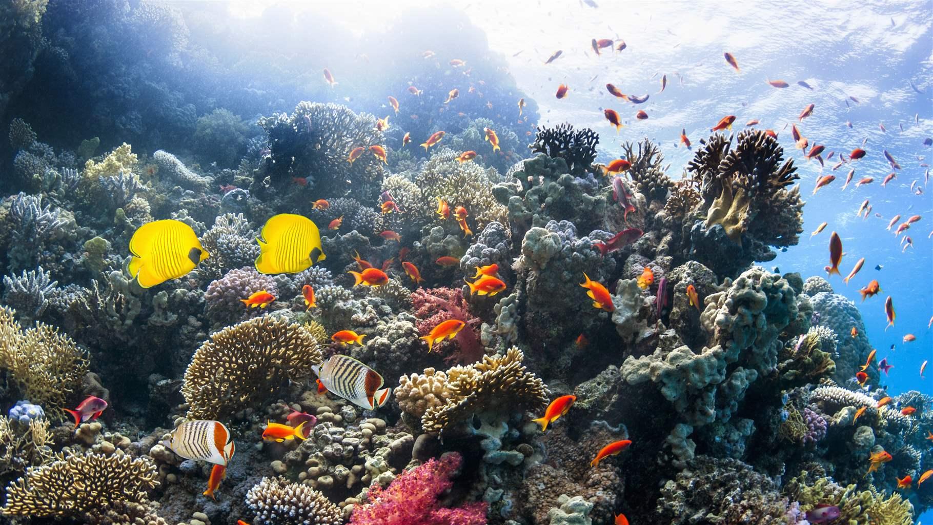 A healthy coral reef in the Red Sea, Egypt
