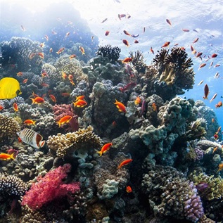 A healthy coral reef in the Red Sea, Egypt