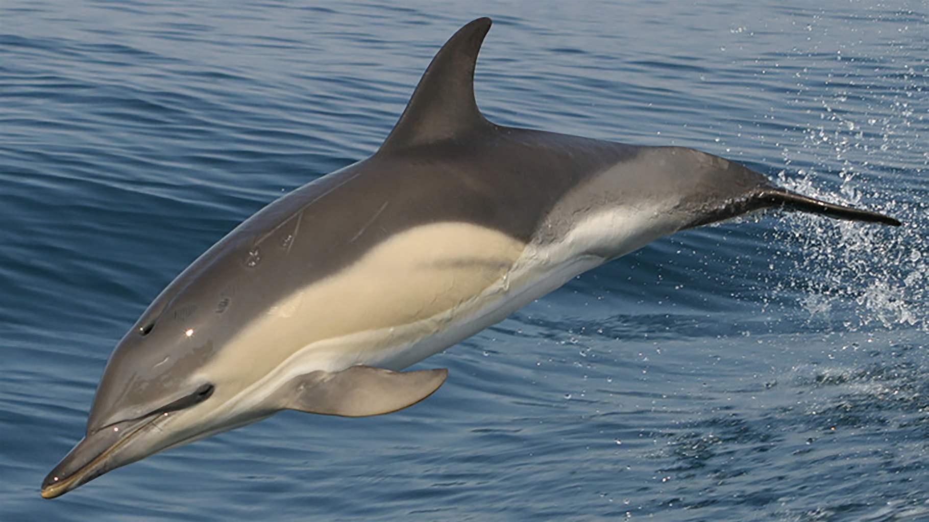 Short-beaked common dolphin