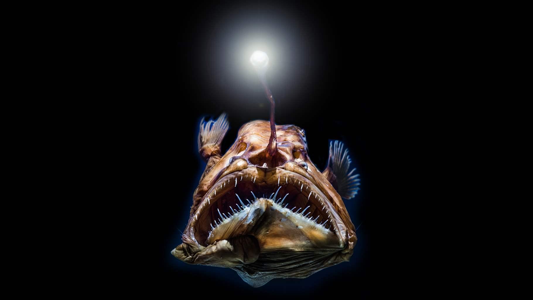 A female anglerfish swims in the deep sea