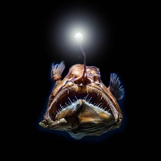 A female anglerfish swims in the deep sea