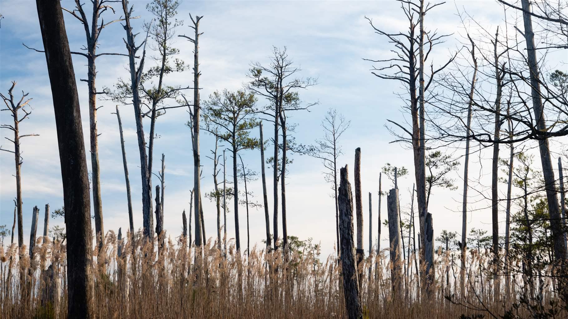 A “ghost forest”—the remnants of healthy forests ravaged by rapid saltwater intrusion caused by sea-level rise—in Maryland’s Blackwater National Wildlife Refuge. 