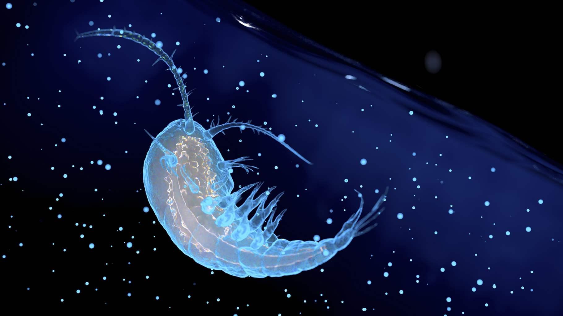 Computer illustration of a zooplankton.