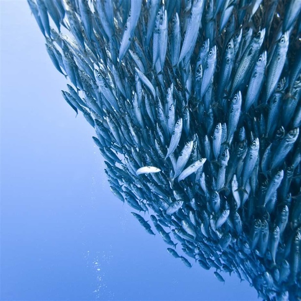 Bait ball of blue jack mackerel. A bait ball is a defensive manoeuvre performed by schooling fish that makes it harder for the predators to pick out individuals.