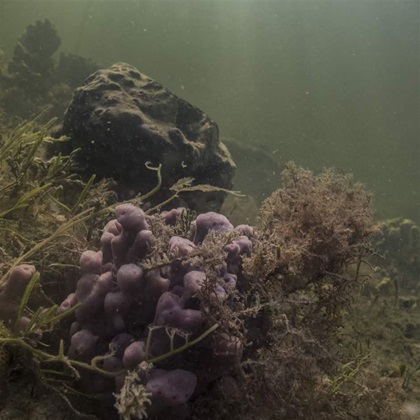 New Plan Aims to Protect the Gulf of Mexico’s Largest Seagrass Bed Boat ride with Tim Jones, Manger of Big Bend Seagrasses and St. Martin’s Marsh Aquatic Preserves, Florida Department of Environmental Protection on May 12, 2019 in Crystal River, Florida