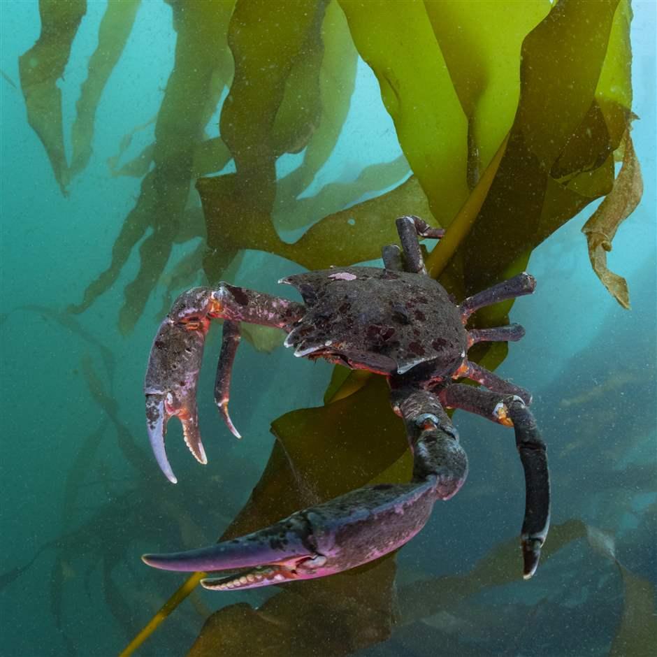 northern kelp crab