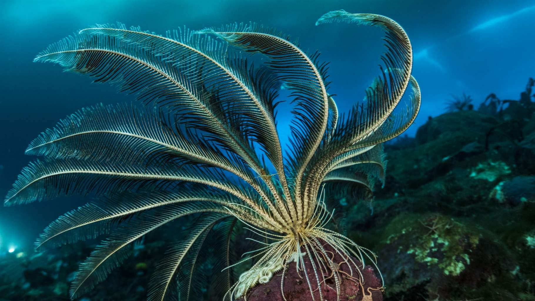 Southern Ocean biodiversity is much more than just penguins; it also includes this giant feather star on the seafloor under the ice in East Antarctica.