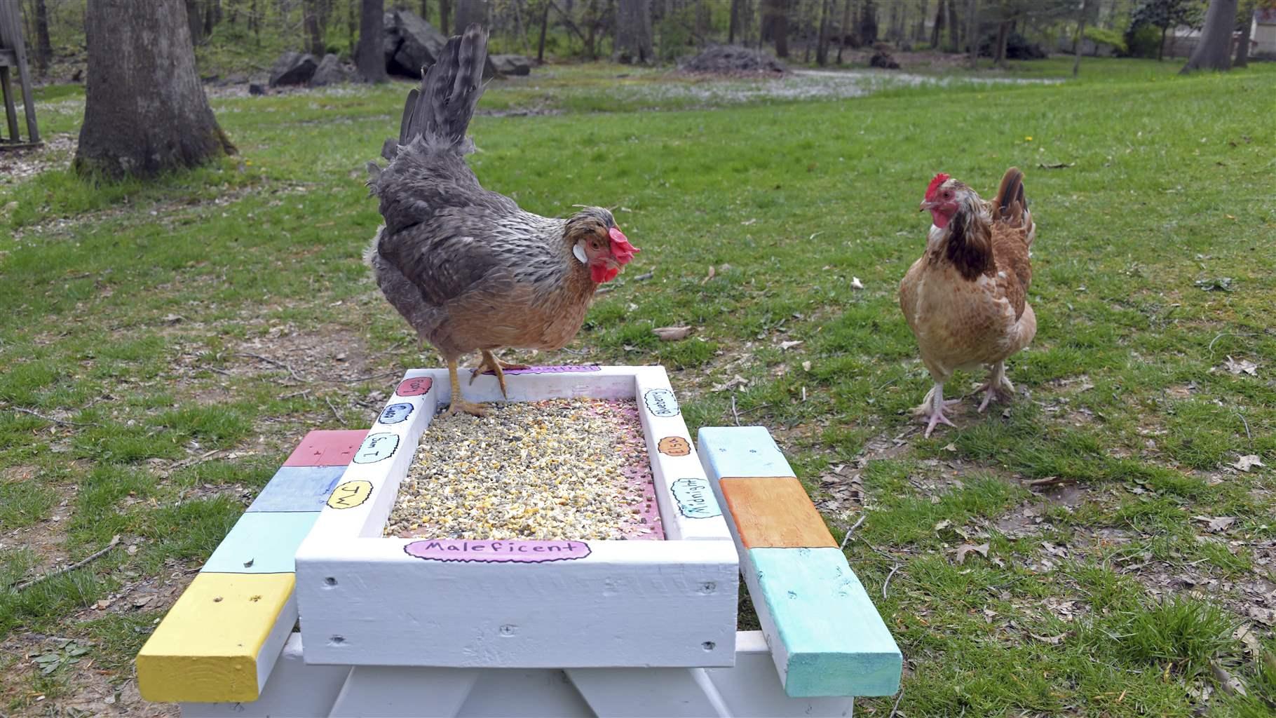 Chickens wander in the backyard of Patricia Felts, who pushed the city council in Aberdeen, Md., to allow residents to keep hens. As the price of eggs has spiked in grocery stores, more cities are moving to allow backyard chickens. Chickens wander in the backyard of Patricia Felts, who pushed the city council in Aberdeen, Md., to allow residents to keep hens. As the price of eggs has spiked in grocery stores, more cities are moving to allow backyard chickens.