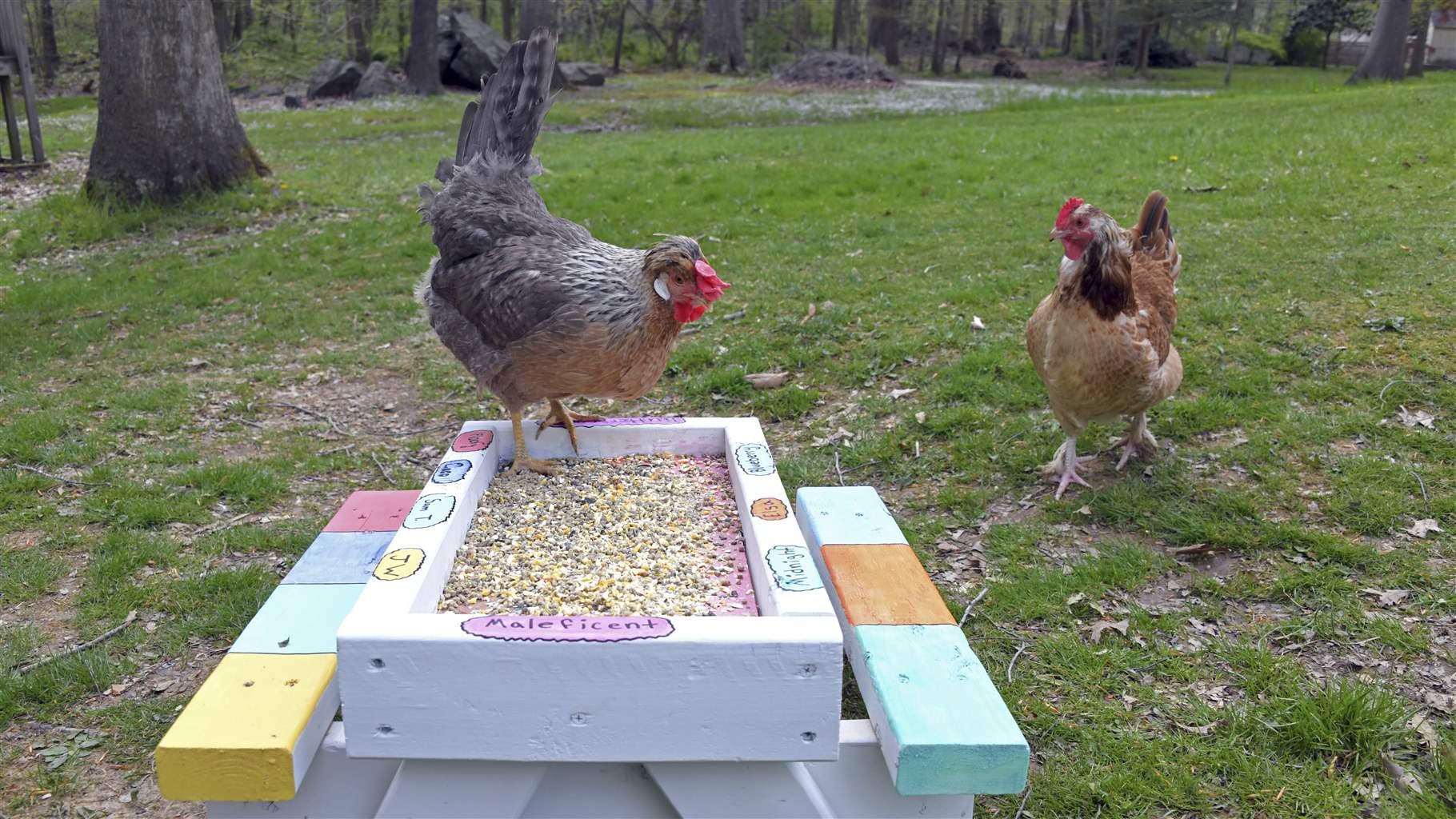 Chickens wander in the backyard of Patricia Felts, who pushed the city council in Aberdeen, Md., to allow residents to keep hens. As the price of eggs has spiked in grocery stores, more cities are moving to allow backyard chickens. 
