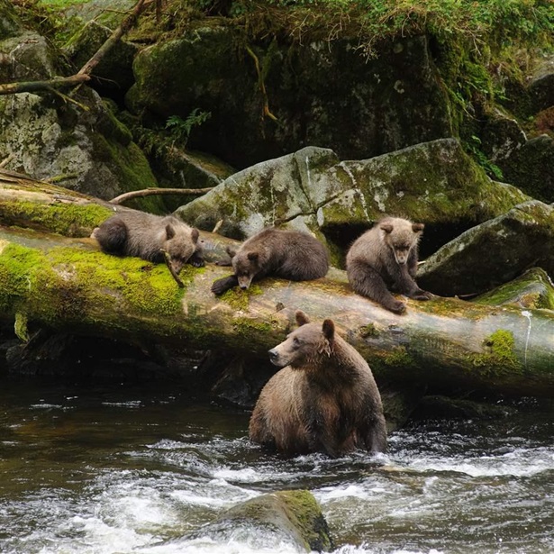Brown bear sow and cubs in Anan Creek