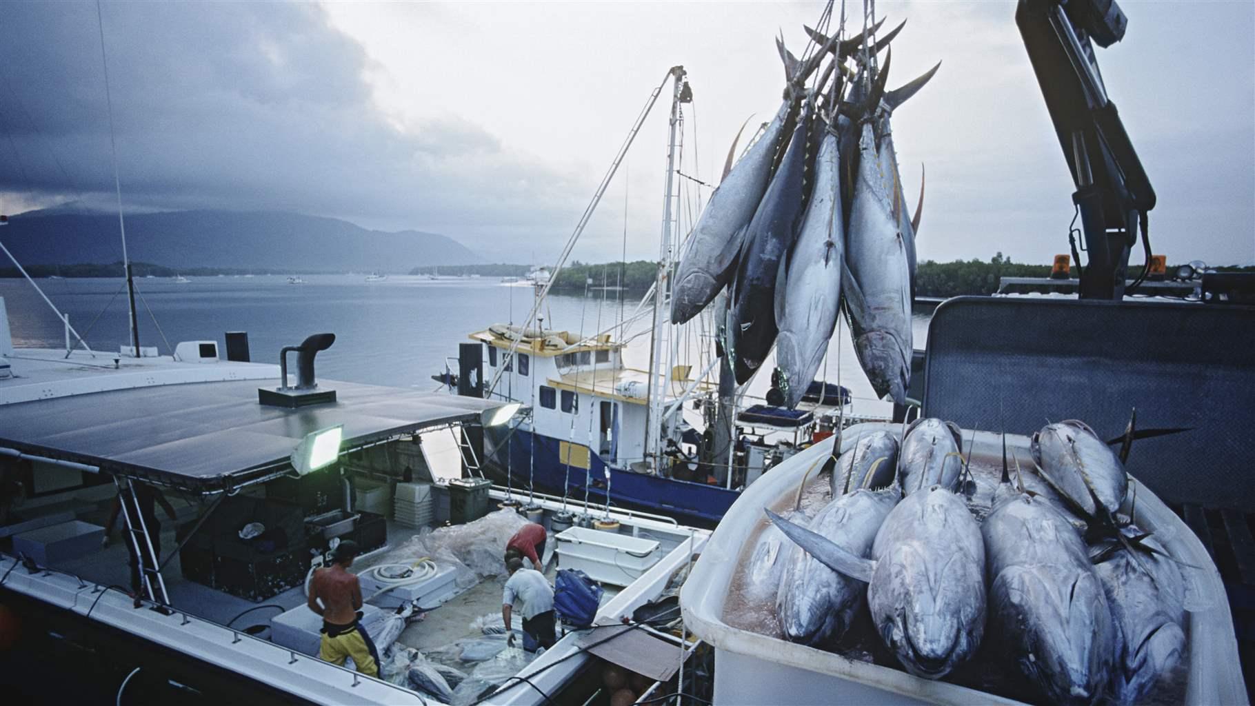 Fishers unload tuna at a port in Australia.