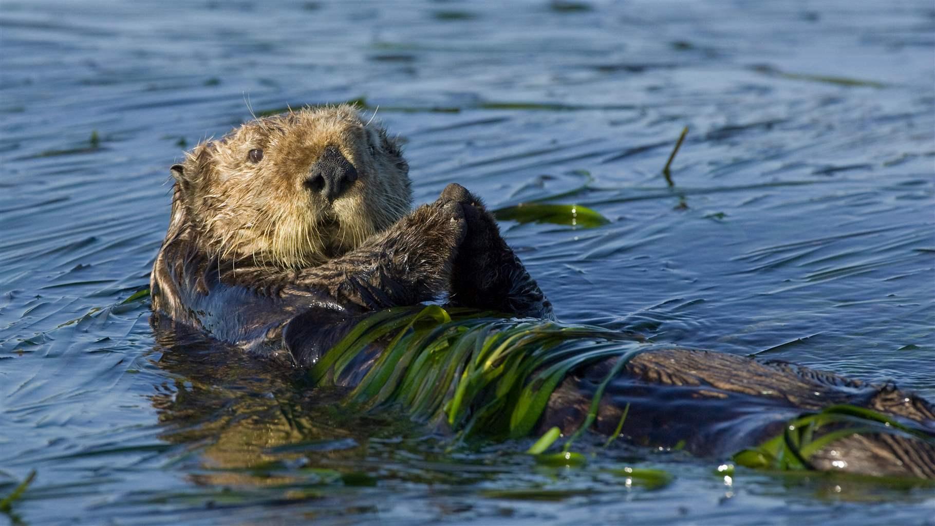 Sea Otter (Enhydra lutris) large male wrapped up in eelgrass, Monterey Bay, California