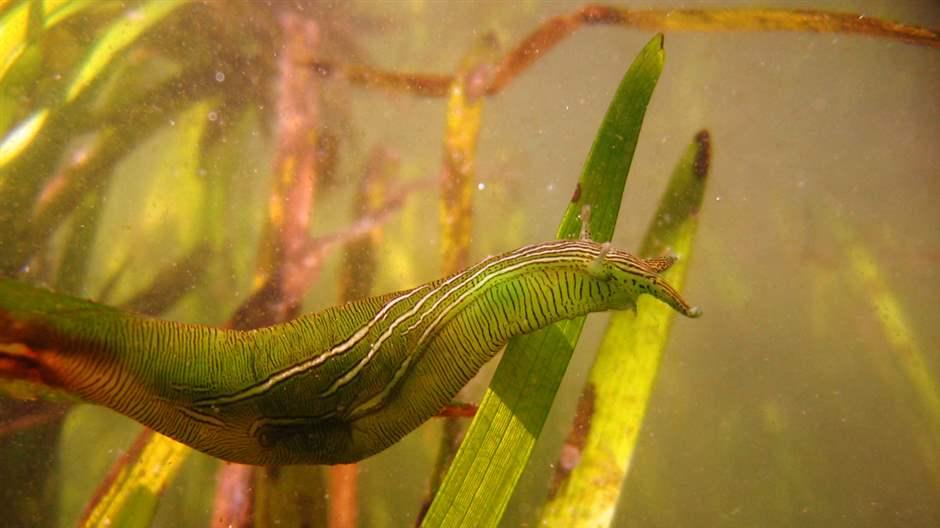 Taylor's sea hare in eelgrass bed.