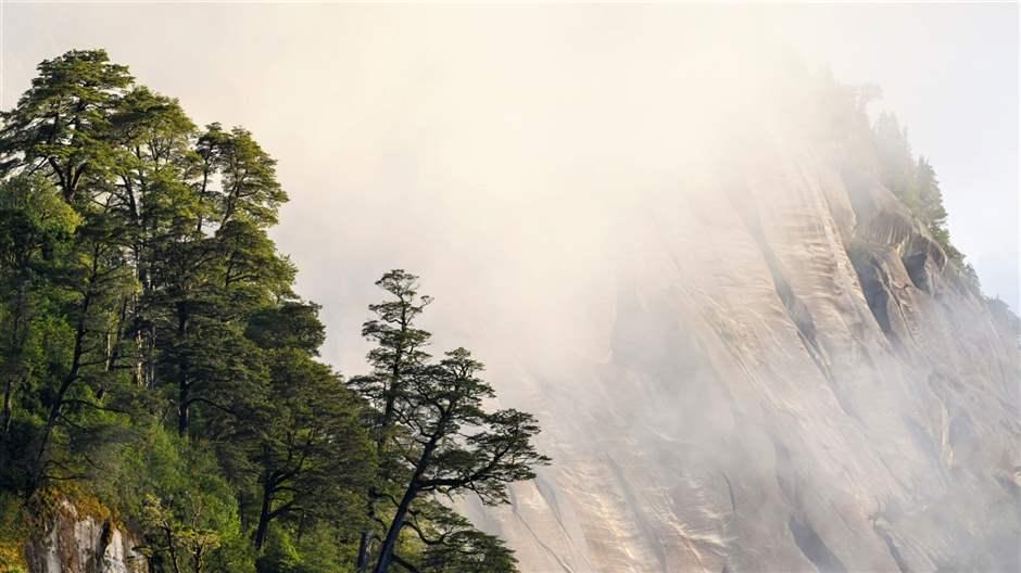 Frondosos bosques de verdes árboles nativos aparecen delante de una gran muralla de granito que está cubierta por bruma. 