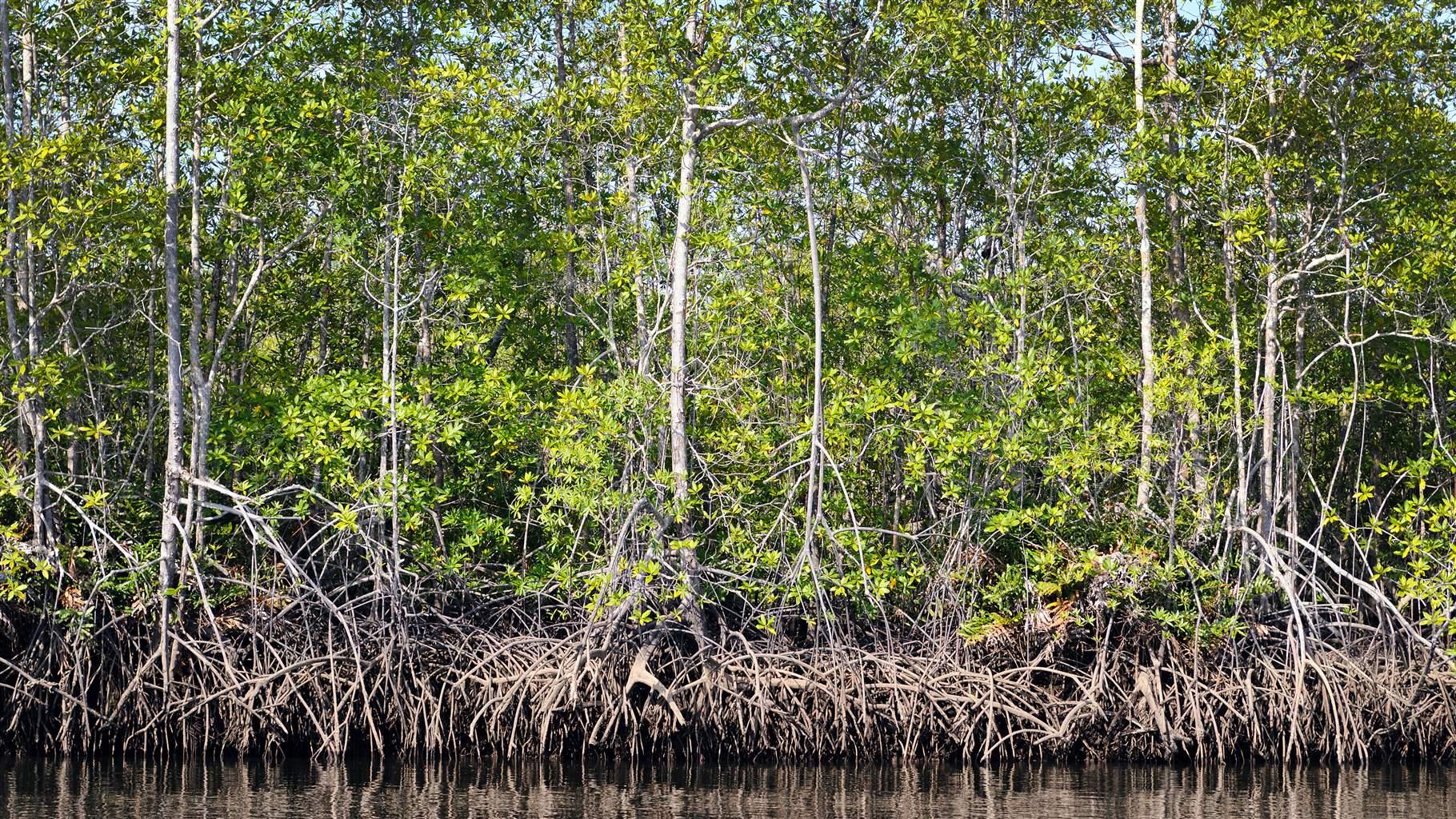 Mangrove forest from Central America