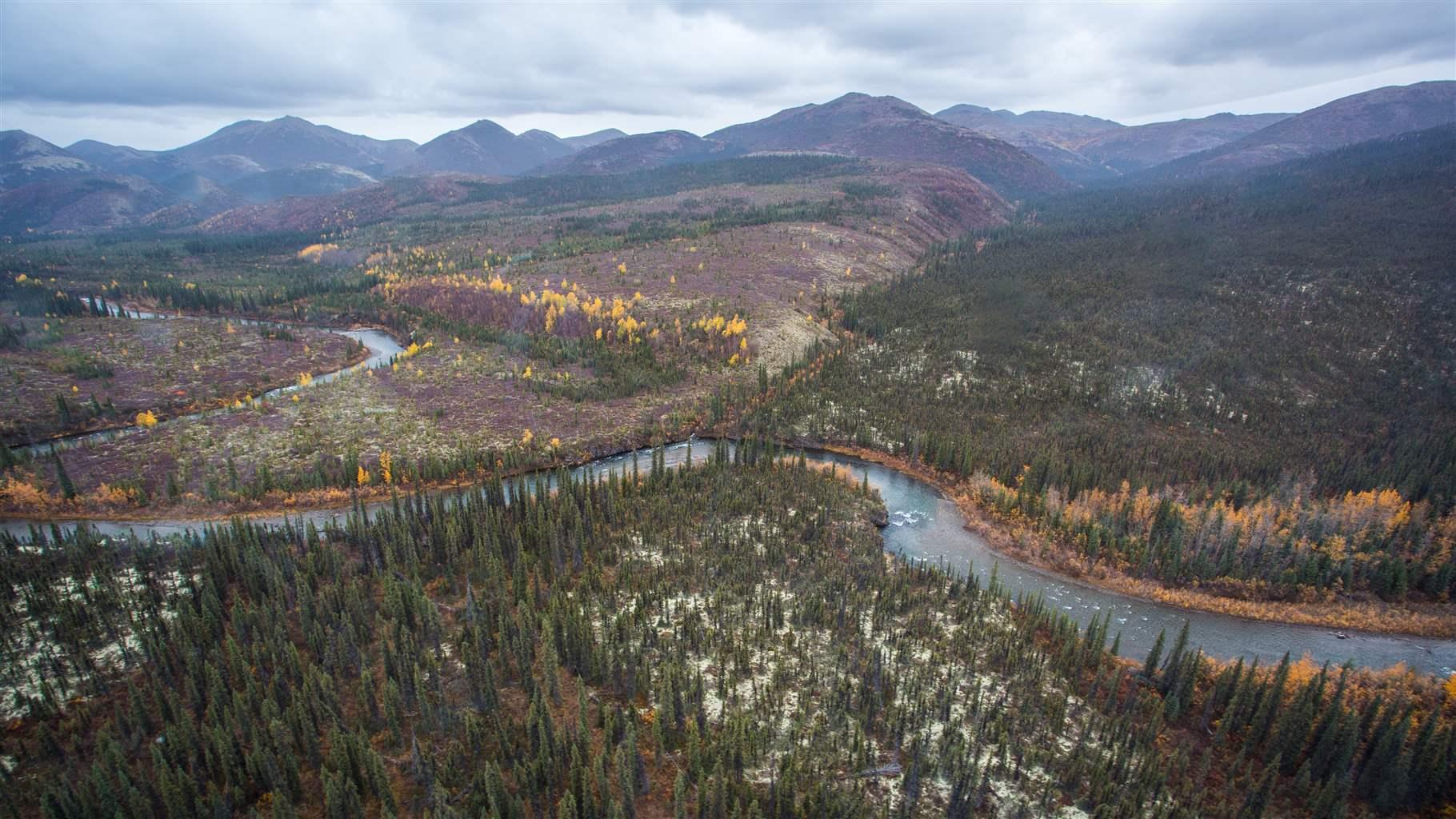 A winding river in Alaska, lined with green and yellow trees, a green river valley, and distant mountains.