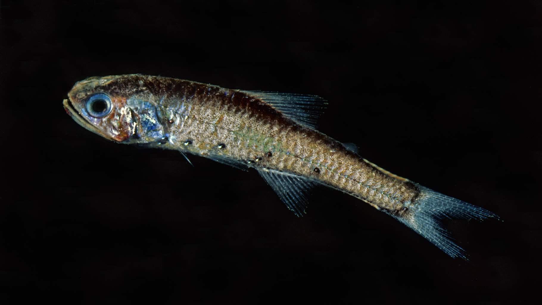 A rainbow hued fish with prominent blue fins, gills, and tail swims in ink-black water.