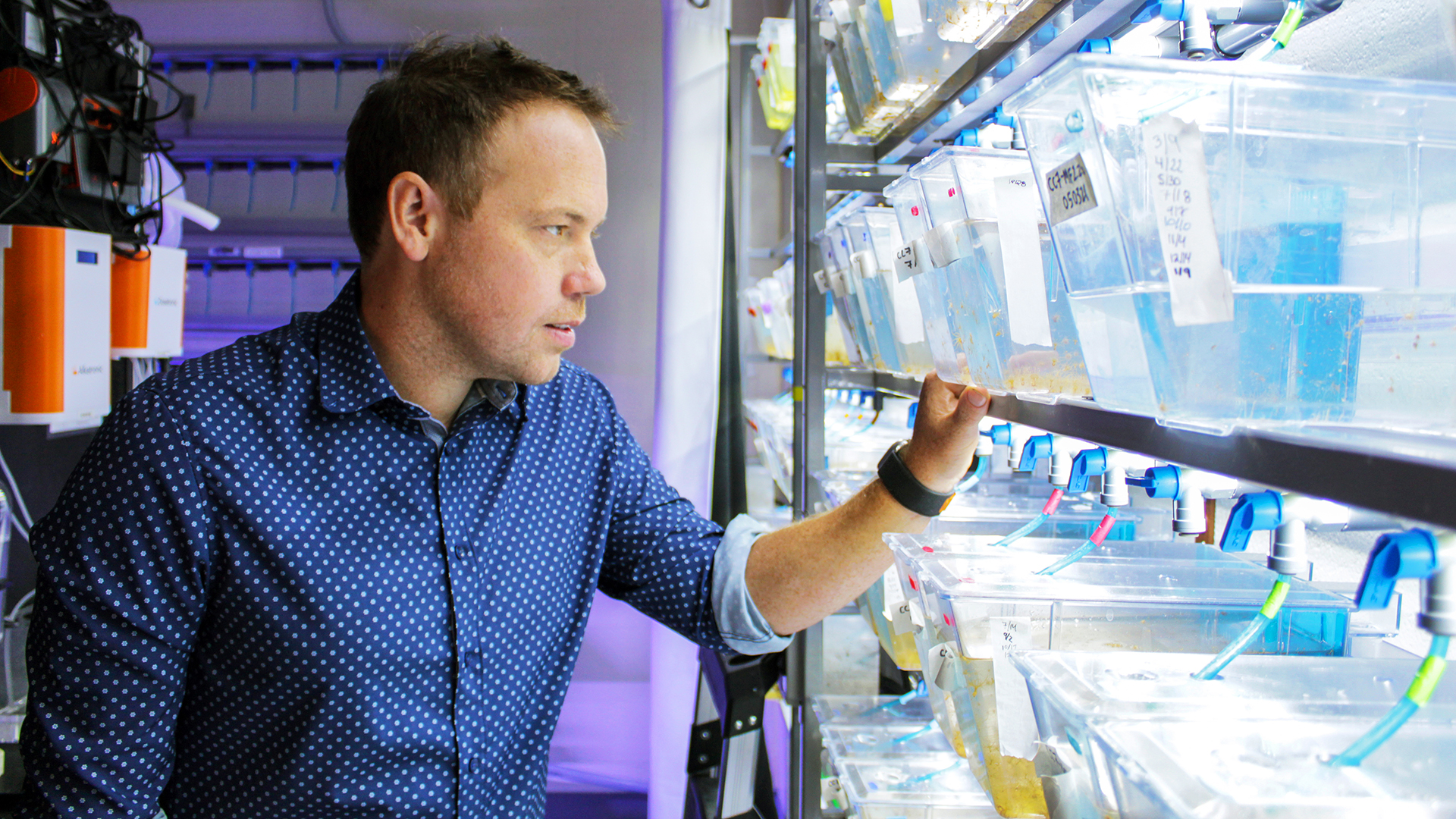 In a white-walled lab with violet-hued lighting in the background, Phillip Cleves looks at several rows of clear tanks that are filled about halfway with water. Light blue translucent hoses, each connected to a PVC pipe with a bright blue plastic valve, are inserted in a small hole in the lid on each of the tanks. 