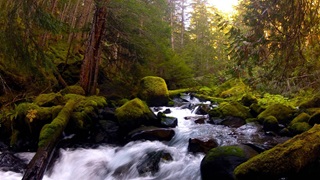  A time-lapse photo shows a stream rushing through densely forested terrain that includes mossy rocks and fallen trees in the streambed and tall pines on the banks, all under a sunny sky.