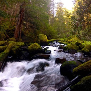 A time-lapse photo shows a stream rushing through densely forested terrain that includes mossy rocks and fallen trees in the streambed and tall pines on the banks, all under a sunny sky.