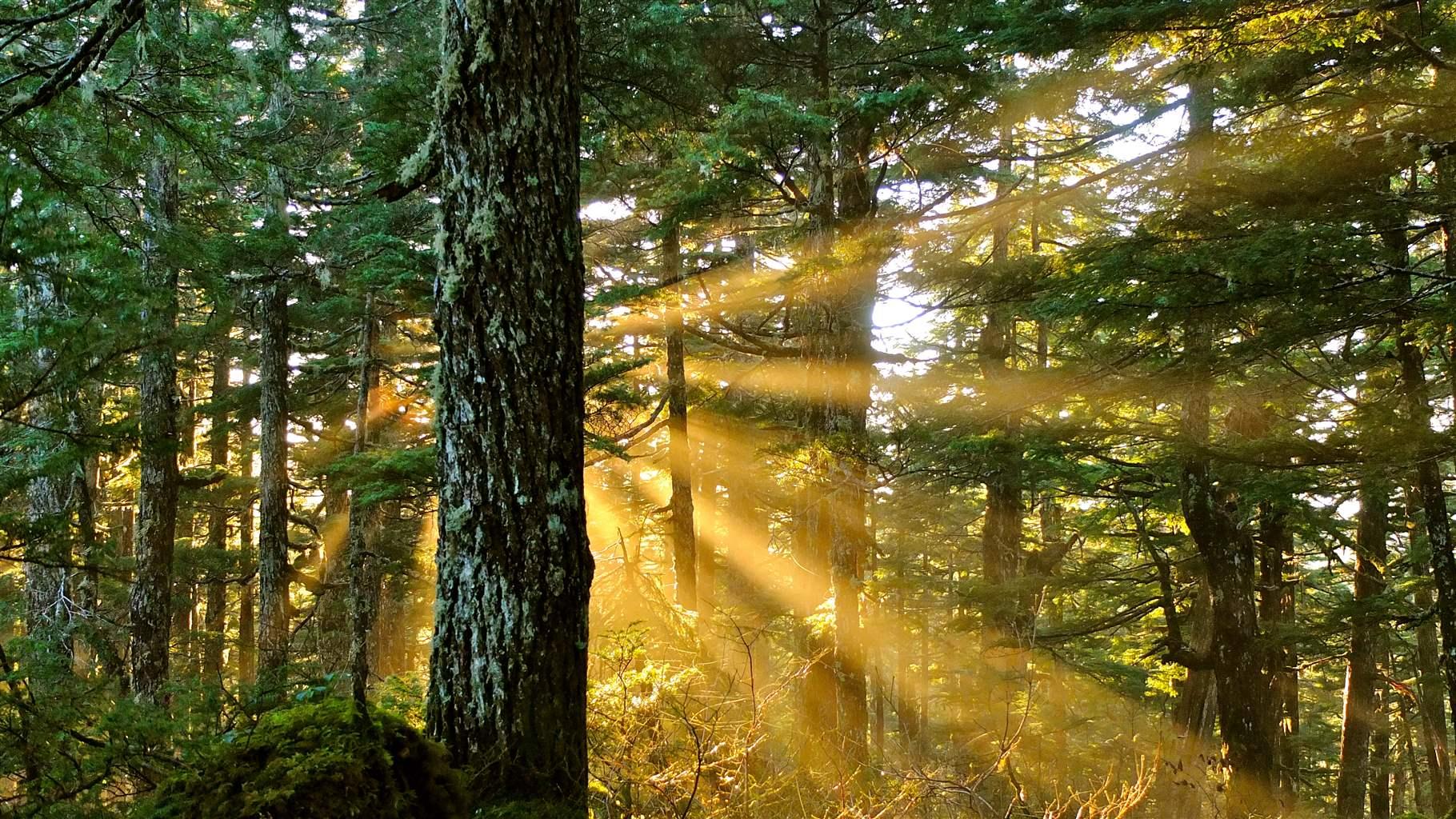 The sun shines through the green leaves, moss, and other plant life of an old-growth forest in Alaska's Tongass National Forest.