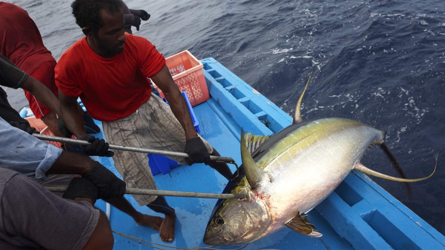 A fisher wearing a red shirt, grey striped pants, and black gloves uses a gaff to haul a large yellowfin tuna to the deck of a bright blue fishing vessel. The water is dark blue, and other men in red and blue outfits are onboard helping.