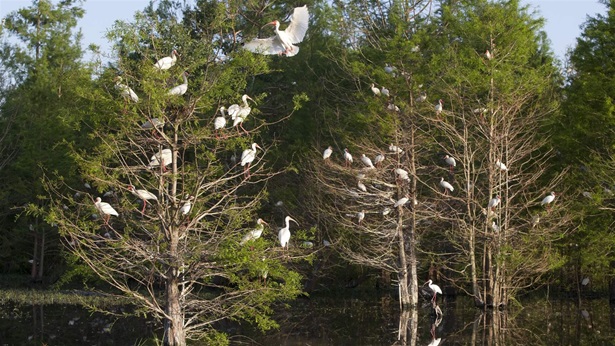 Nearly three dozen white ibises—large white birds with long, arcing, yellow beaks—alight on trees in a swampy, forested area.