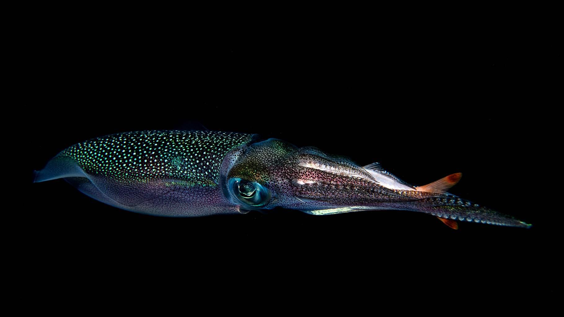  The water is ink dark behind a sea squid that has an opalescent green pouch and a navy blue underbelly that surround an enormous eye. Credit Tracey Jennings/Ocean Image Bank