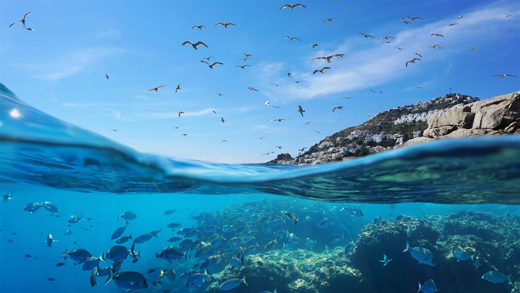 mediterranean sea underwater