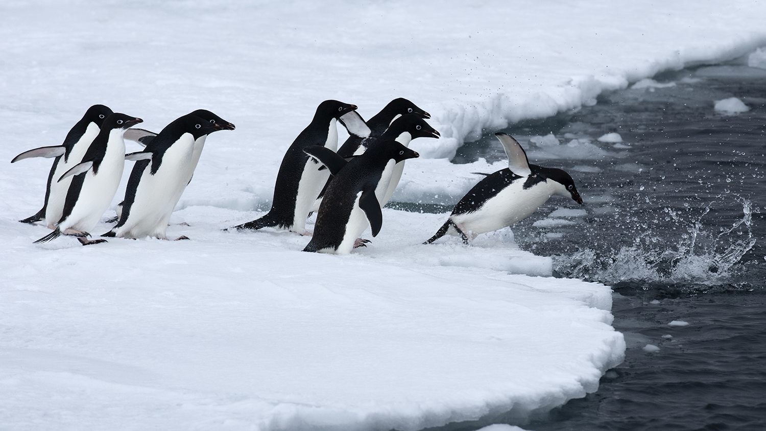 A group of penguins rushing along the ice toward the ocean. The first one is in mid-dive