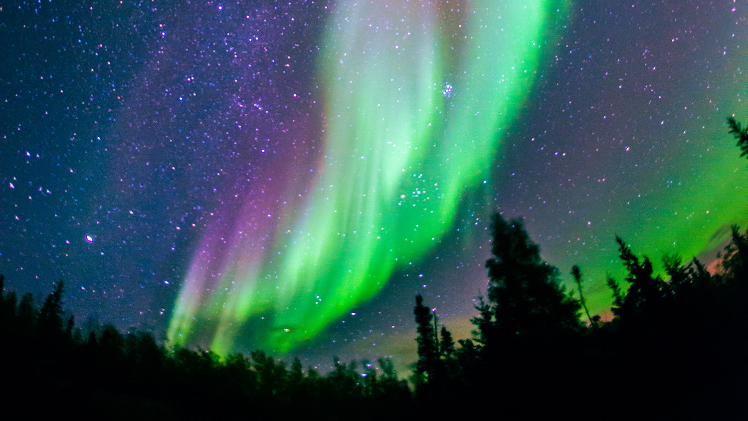 The bright northern lights with bright greens and purples in the night sky at Yellowknife.