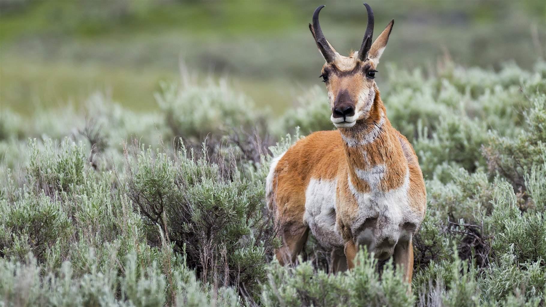 A pronghorn pauses in a field of sage bushes in Wyoming. The U.S. Congress is set to reauthorize the Farm Bill, which includes opportunities for private landowners to help conserve wildlife habitat. 