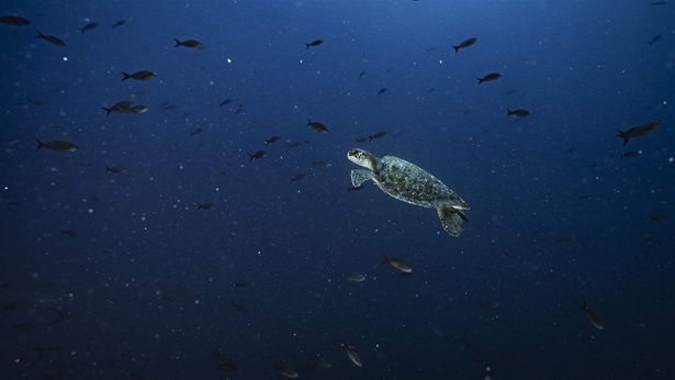 Galapagos green turtle swimming among fish