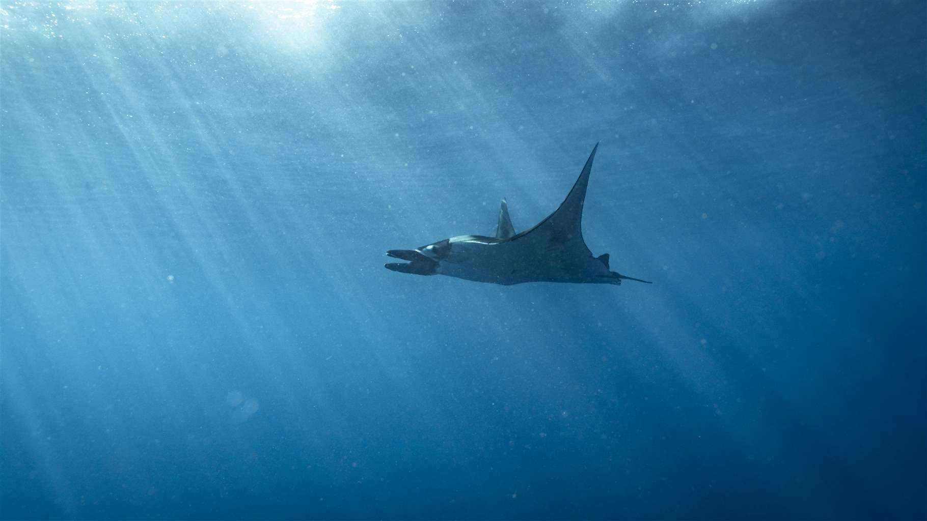 Ray swimming in the Galapagos Islands