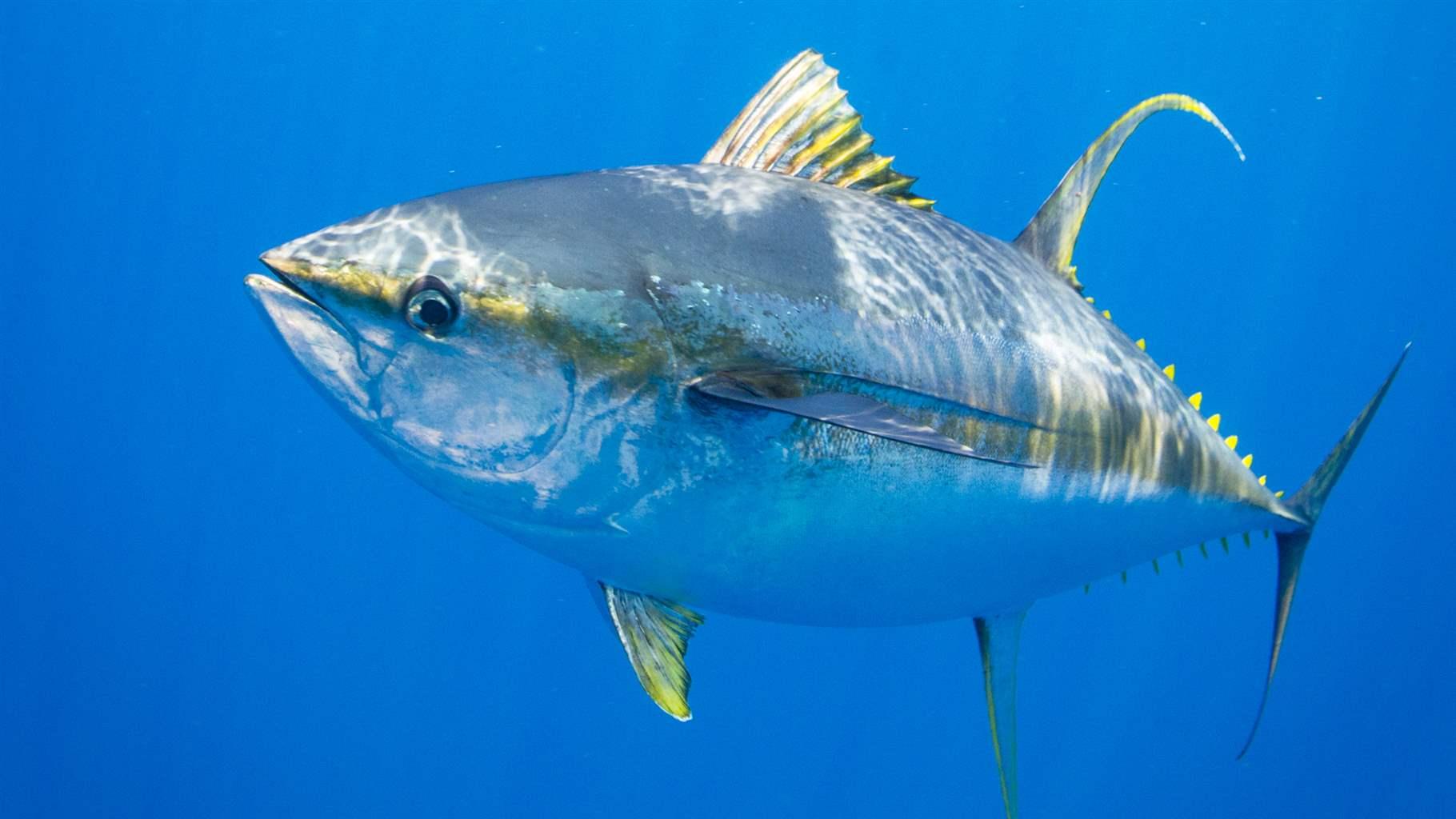 Yellowfin tuna 
