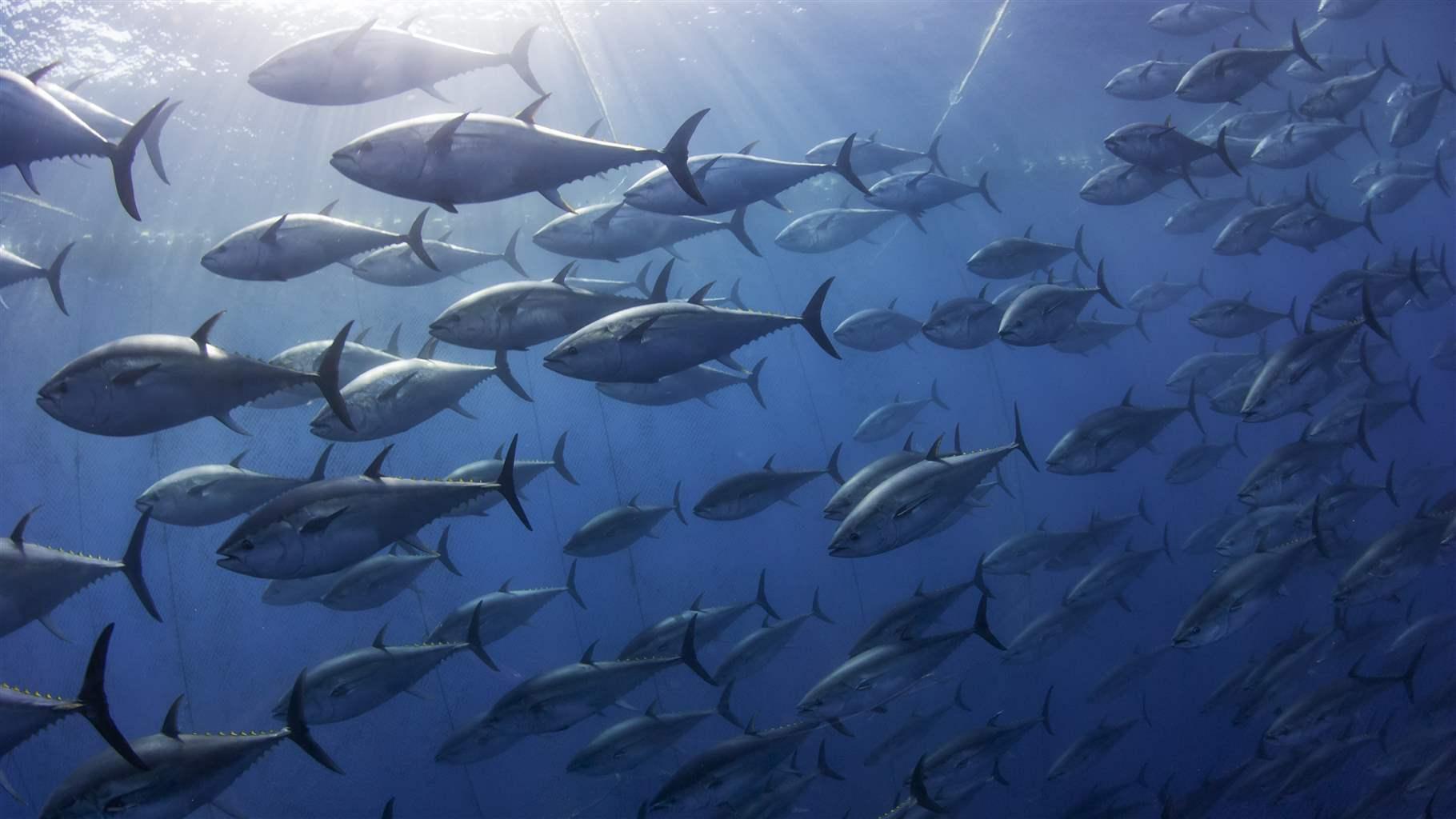 Atlantic bluefin tuna, Mediterranean Sea.