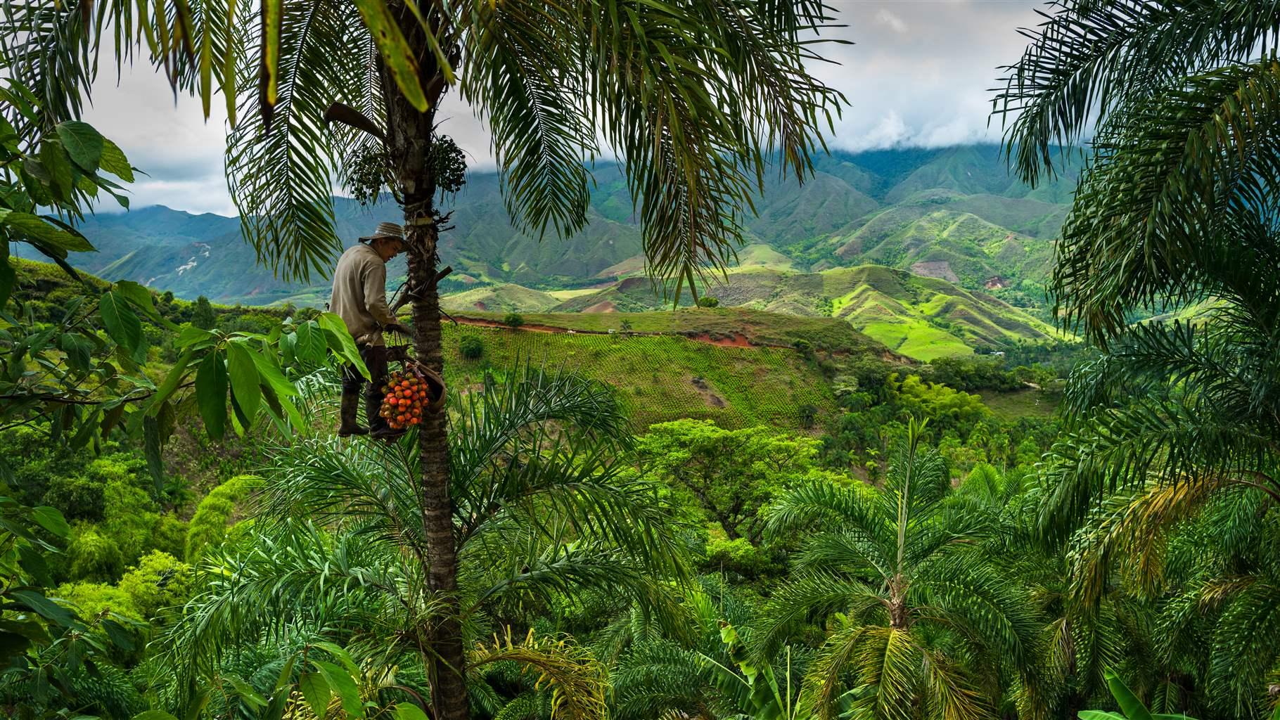 A man in a khaki shirt, sun hat, and long pants is in the upper reaches of a palm tree, picking bright orange fruit, which he accumulates in a see-through mesh bag. He is suspended in the tree by a rudimentary belt-and-harness system. The surrounding landscape is mountainous and tropical, with luminous green vegetation stretching to the horizon. 