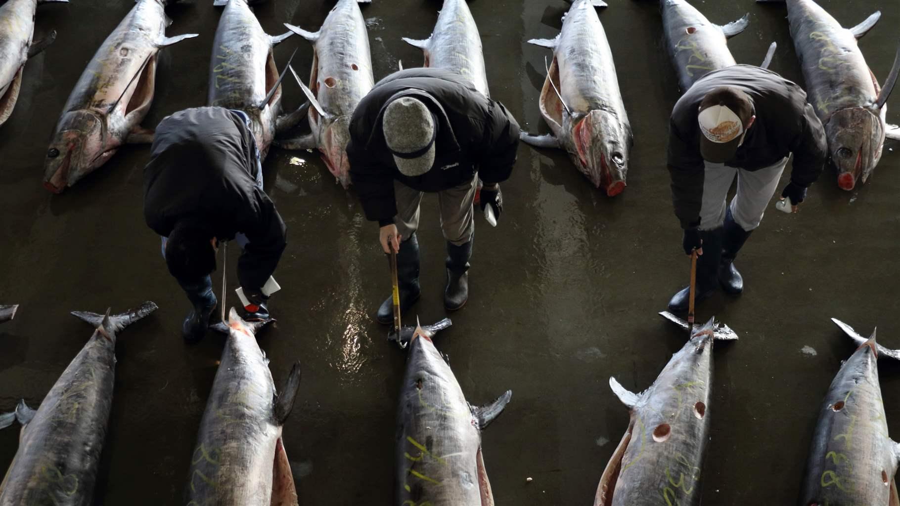 日本は太平洋における漁業監督をリードする構えだ
