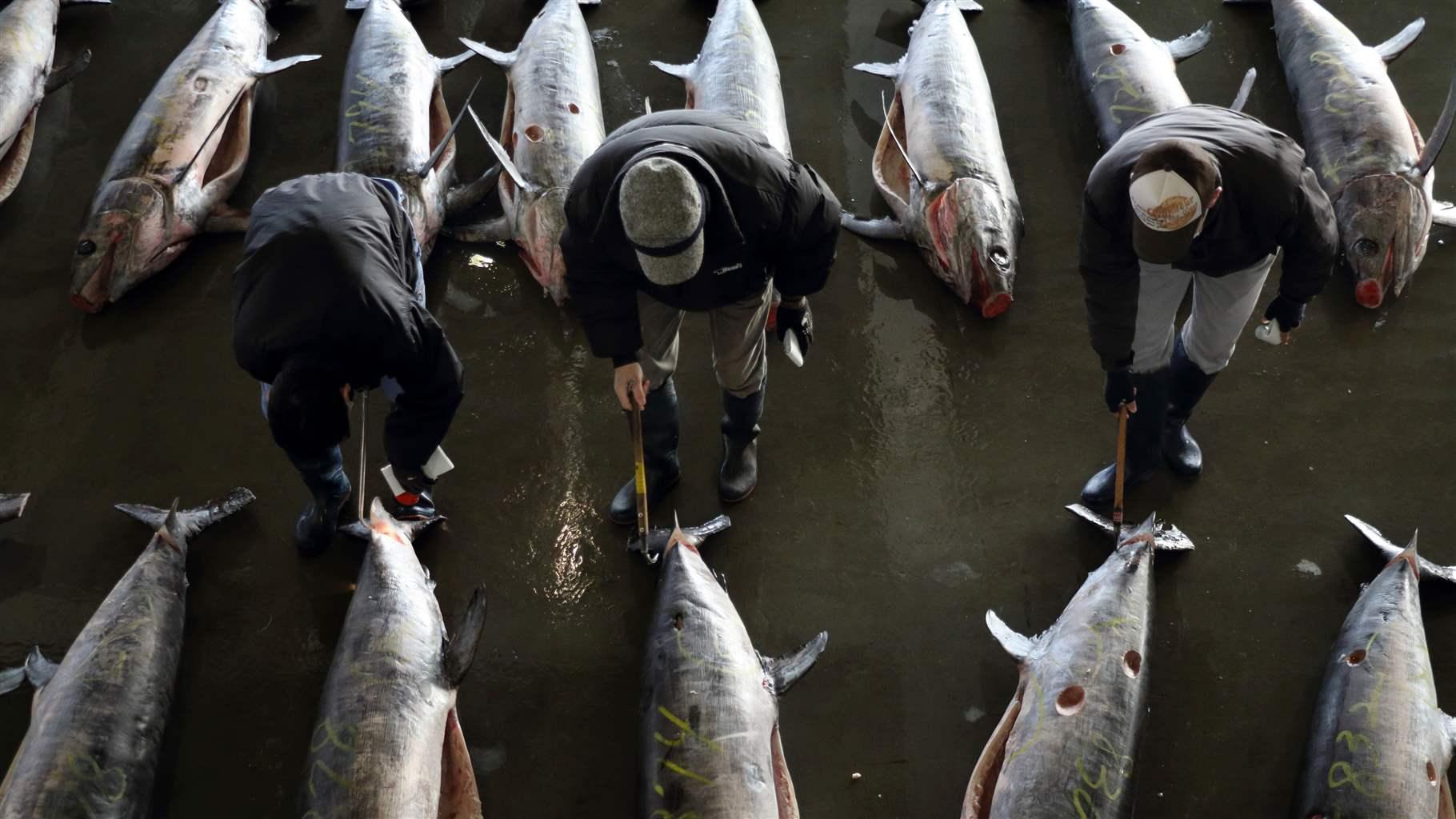  Three men in baseball caps, visible only from above, are examining dead swordfish—silvery in color and laid out on a concrete floor with their signature swords cut off. There are about a dozen fish on the floor, each about four to five feet long.