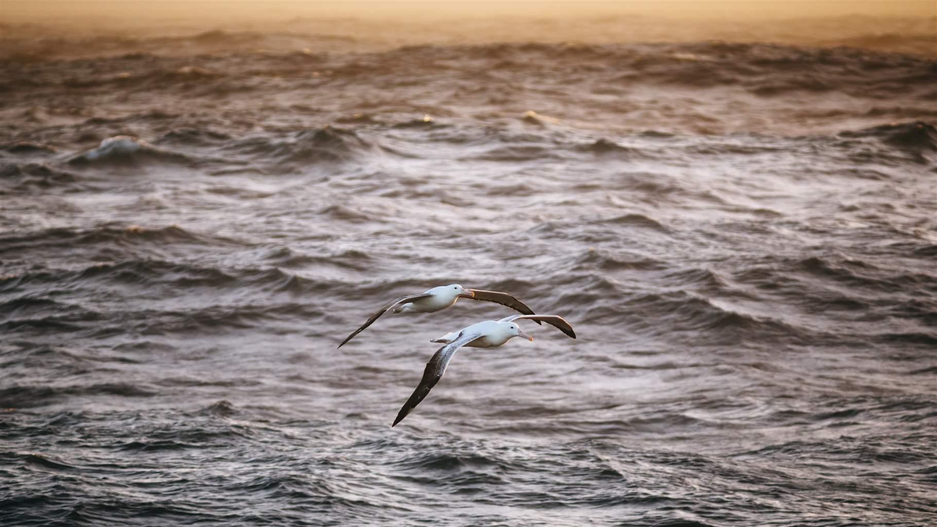  Two southern royal albatrosses fly low over the Southern Ocean.